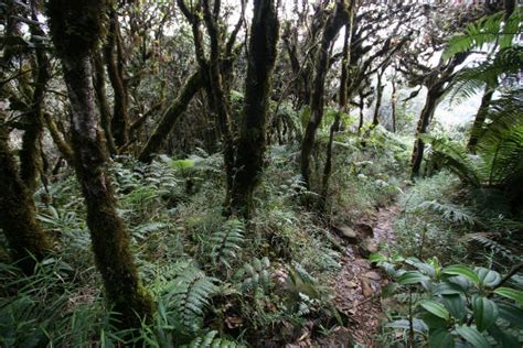 El Yunque