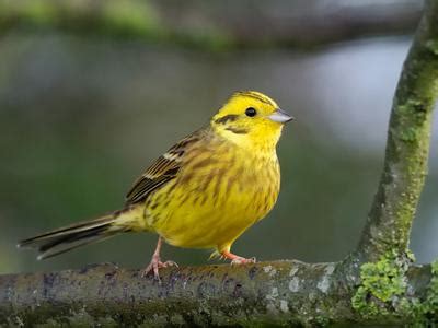 Yellowhammer Bird Facts (Emberiza citrinella) | Birdfact