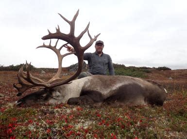 Caribou Photos Alaska Brown Bear Hunts Litzen Guide Service