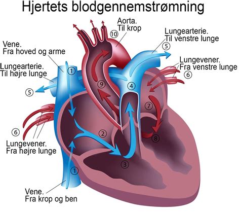 Hjerte Lunger Og Kredsl B Biologiskolen