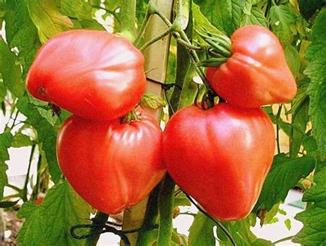 О томате Чудо Земли: описание сорта, характеристики помидоров, посев