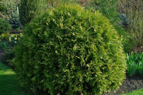 Глобоза - туя западная: описание, посадка и уход, болезни растения