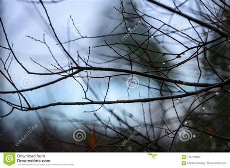 Naked Birch Tree Branches In Autumn Against Dark Background Stock Image Image Of Light Green