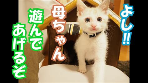 遊びに夢中な子猫 ～豆大福14話目～ Youtube