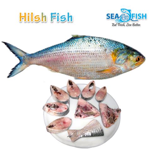 Buy Premium Hilsha Fish Medium Size 14 To 18 Kg Per Kg Sea Fish Bd