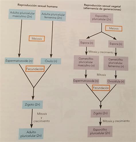 Alternancia De Geracoes - Alternancia De Generaciones La Alternancia De Generaciones Como