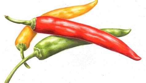 Hot Pepper Drawing At PaintingValley Explore Collection Of Hot Pepper Drawing