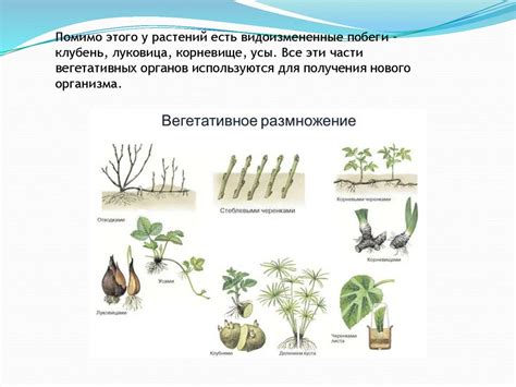 Формы размножения организмов. Тема 10 - презентация онлайн