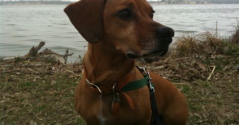 Glorious Gay Days Trigger