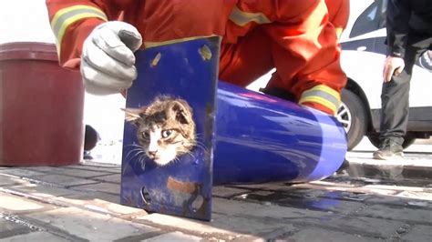 Cat Stuck In Narrow Pipe Rescued By Firefighters Nbc News