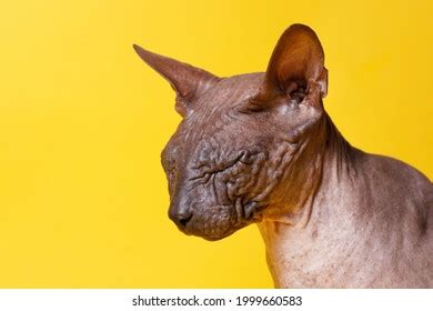 Cat Breed Sphinx Naked Cat Kitten Stock Photo Shutterstock