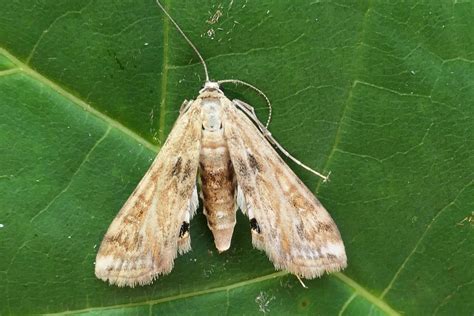 Welche Eule Ist Das Schmetterlinge Bestimmen Actias