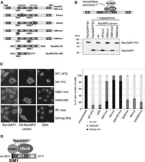 Stable Complex Formation Of Ranbp2 Rangap1sumo1 And Ubc9 Requires