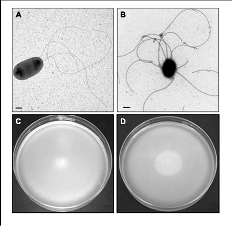 Figure 1 From The Polar And Lateral Flagella From Plesiomonas