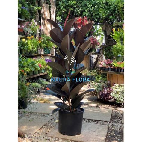 Jual Tanaman Hias Karet Kebo Merah Rubber Plant Ficus Elastica Shopee