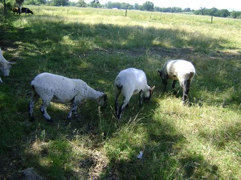 The Shepherd S Farm Naked Sheep
