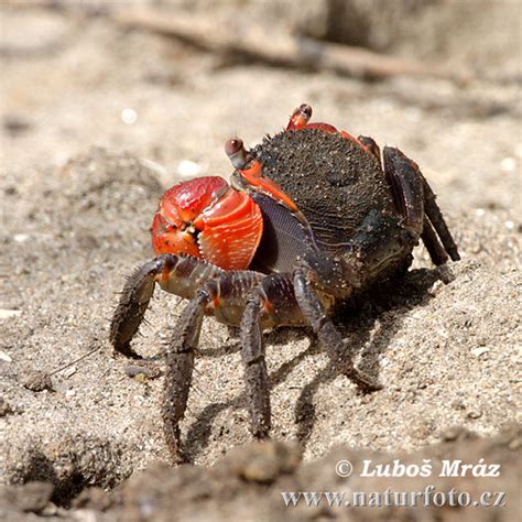 Krab | Naturfoto.cz