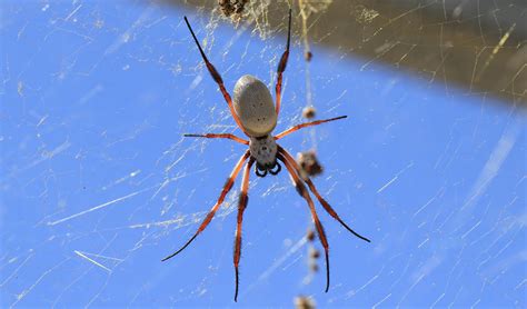 Giant Orb Weaver Spider