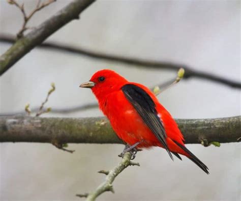 35 Backyard Birds in New Hampshire - Birdwatching Central