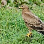 Indian Spotted Eagle Clanga Hastata Photo Call And Song