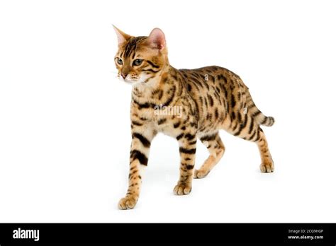 Brown Spotted Tabby Bengal Domestic Cat Stock Photo Alamy