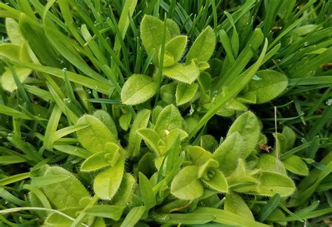 Eliminate Chickweed From Your Lawn