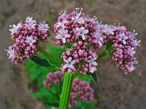 filevaleriana officinalis jpg wikimedia commons