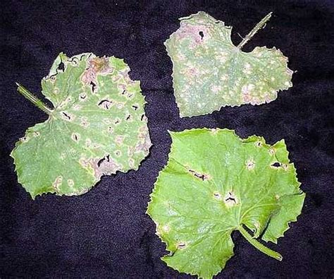 Опрыскивание винограда от болезней – эффективные препараты + Видео