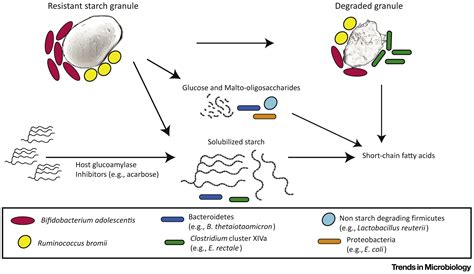 Starch Digestion By Gut Bacteria Crowdsourcing For Carbs Trends In