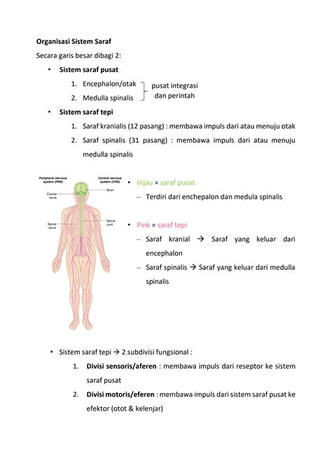 SOLUTION: sistem saraf tepi - Studypool