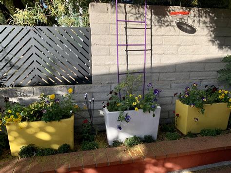 Desert Container Gardening Patience Required The Potted Desert