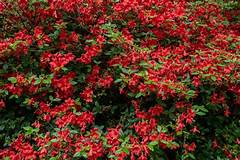 Best Shrubs For Hedges