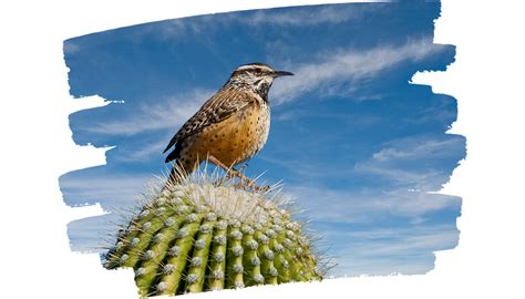 Rare Cactus Plants In The World