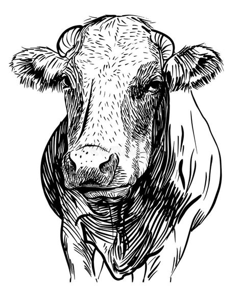 Cows Head Hand Drawn Sketch In A Graphic Style Stock Vector