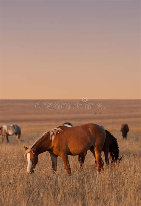 Horses At Dusk Stock Image Image Of Equestrian Farm 2476819