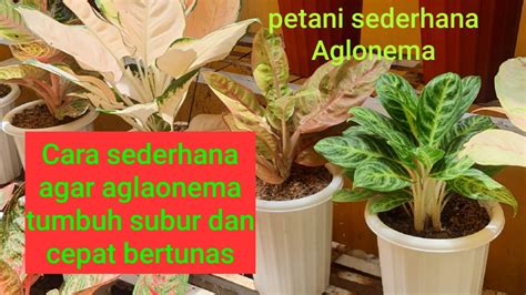 Cara Mudah Merawat Aglaonema Agar Tumbuh Subur Dan Cepat Bertunas Youtube