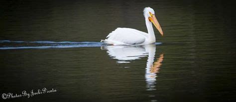 38 Starved Rock Wildlife ideas | starved rock state park, starved, wildlife