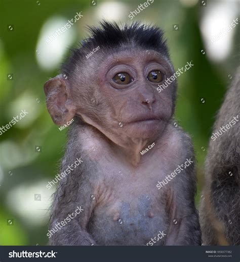 Beautiful Baby Macaque Monkey Sitting Quietly库存照片1858377382 | Shutterstock