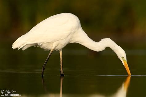 Great White Egret Photos Great White Egret Images Nature Wildlife