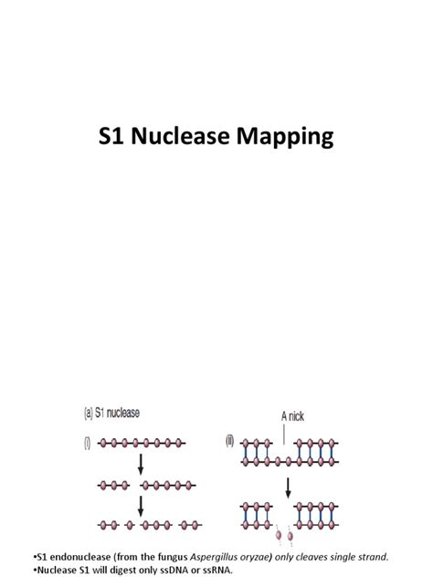 S1 Nuclease Mapping | Intron | Base Pair