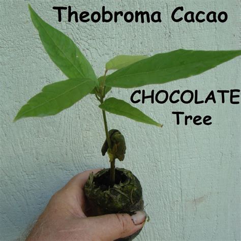 Polynesian Produce Stand Theobroma Cacao Tree Seedlings Chocolate