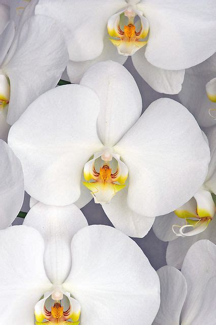White Phalaenopsis Orchid Phalaenopsis Orchid Orchid Flower Beautiful Orchids