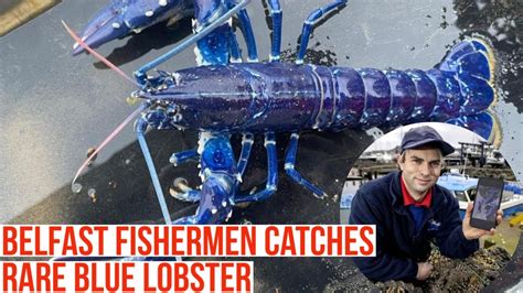 Rare Blue Lobster Catch InBelfast Two Million To One Shot Rare