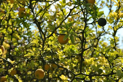 Poncirus trifoliata | citronečník trojlistý - Van den Berk Školky