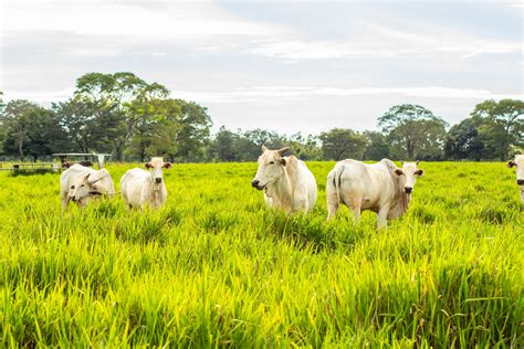 Rvores No Pasto Melhoram O Peso E A Qualidade De Vida Do Gado