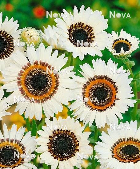 Venidium fastuosum Zulu Prince - Media Database