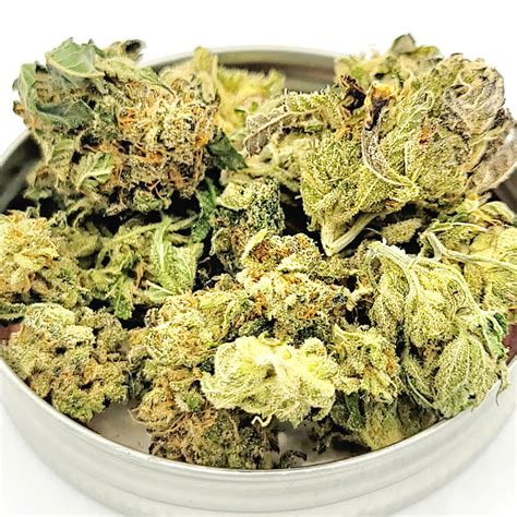 banana Kush Mini – Magic's Corner