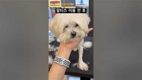 말티즈 베이비컷 미용 전 후 Cutedog 말티즈 베이비컷 애견미용사 안양애견미용 Malti Youtube