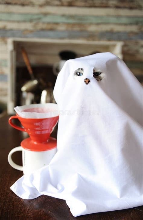 176 Ghost Cat Costume Photos - Free & Royalty-Free Stock Photos from ...