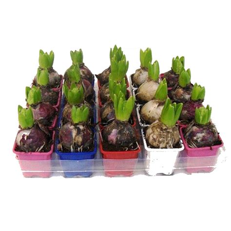 Гиацинт Микс 1 луковица D:7см купить в Москве с доставкой